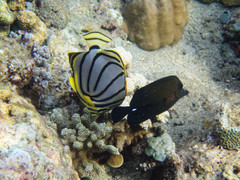 Chaetodon meyeri