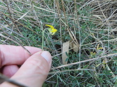 Crotalaria excisa