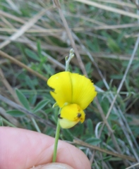 Crotalaria excisa