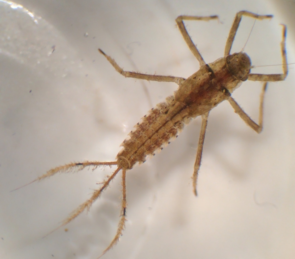 Penelomax