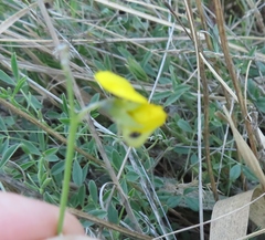 Crotalaria excisa