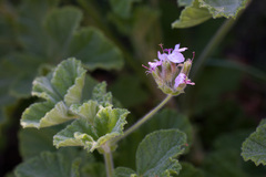 Pelargonium vitifolium