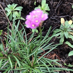 Armeria maritima californica