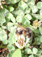 Bombus sonani