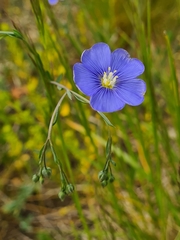 Linum austriacum