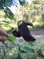 Aristolochia labiata