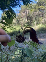 Aristolochia labiata