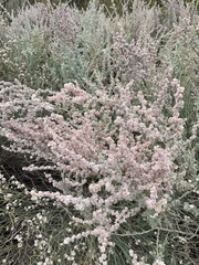 Atriplex undulata