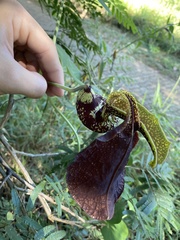 Aristolochia labiata