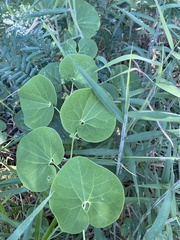 Aristolochia labiata