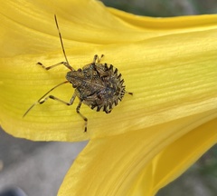 Hemiptera