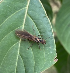 Acromyrmex coronatus