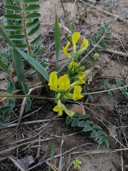 Astragalus altaicola