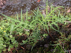 Cirsium tatakaense