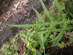 Cirsium tatakaense