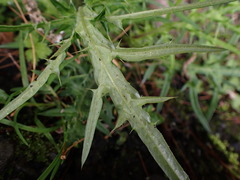Cirsium tatakaense