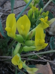 Astragalus altaicola