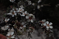 Leptospermum glaucescens