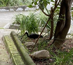 Phimosus infuscatus