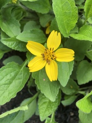 Chrysogonum