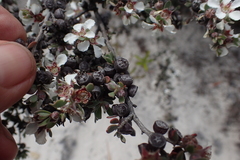 Leptospermum glaucescens
