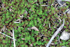 Selaginella wrightii
