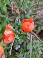 Chaenomeles