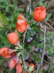Chaenomeles