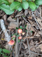 Chaenomeles