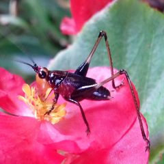 Conocephalus melaenus