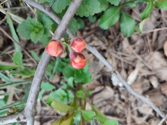 Chaenomeles