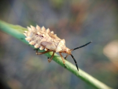 Spartocerini