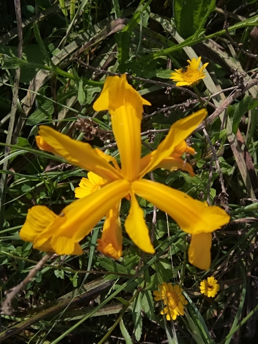 Image of Iris juncea by (c) Karim Haddad, some rights reserved (CC BY)