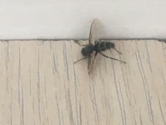 Entomophthoromycotina