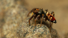 Heliophanus termitophagus