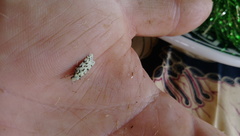 Izatha peroneanella