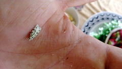 Izatha peroneanella