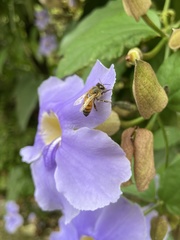 Apis mellifera