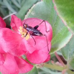 Conocephalus melaenus