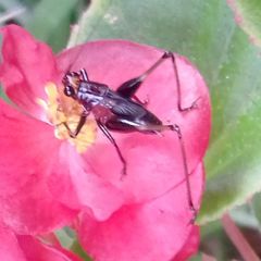 Conocephalus melaenus