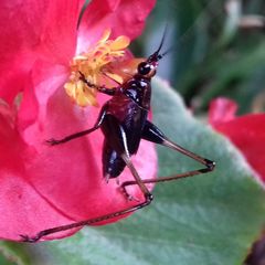 Conocephalus melaenus