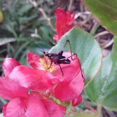 Conocephalus melaenus