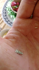 Izatha peroneanella