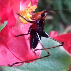 Conocephalus melaenus