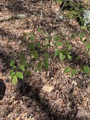 Eriophyes cerasicrumena