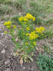 Barbarea vulgaris