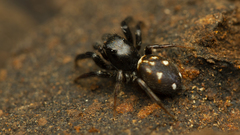 Heliophanus termitophagus