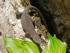 Dalmatolacerta oxycephala