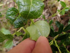 Pyrola morrisonensis