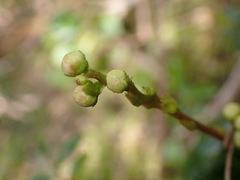 Pyrola morrisonensis